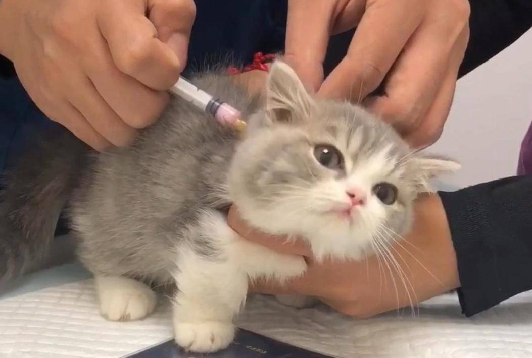 怎么看小猫有没有虫子 48861fddbc02463b9181619020b6ffaa.jpeg