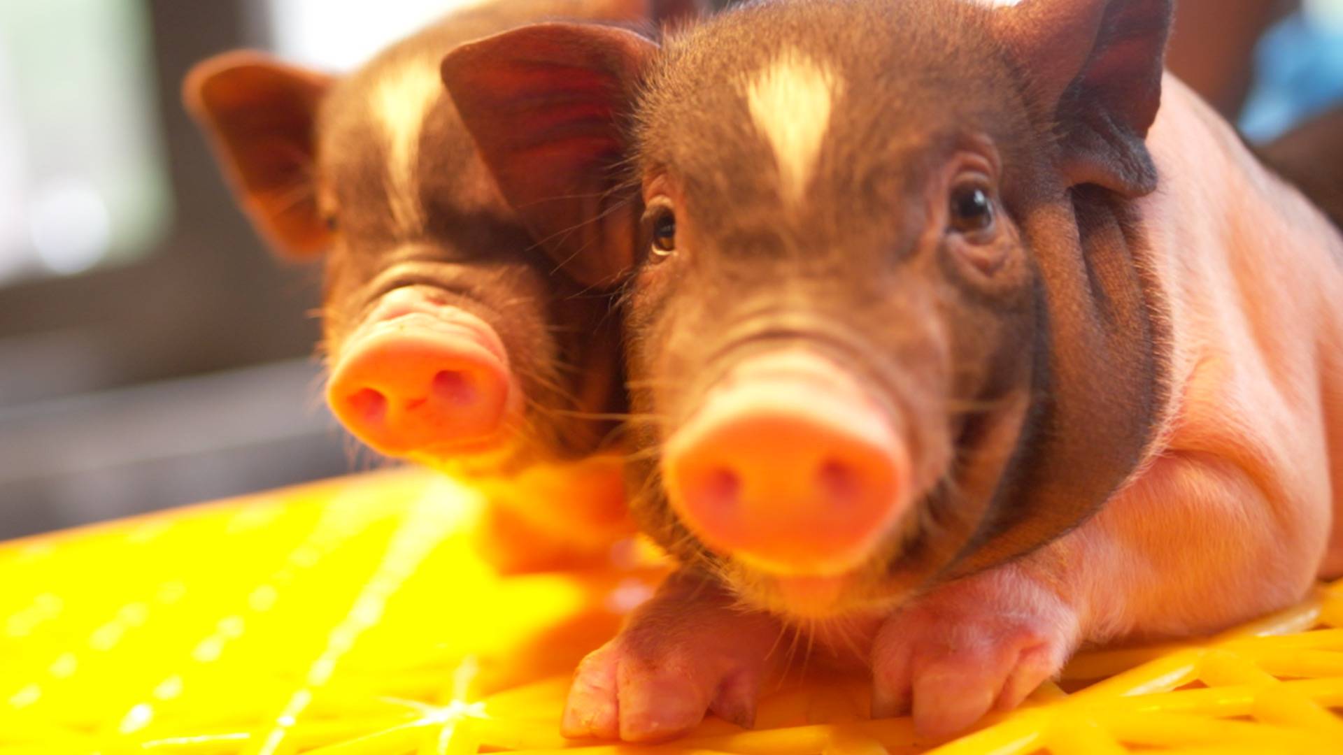 广西陆川推进陆川猪多元化发展