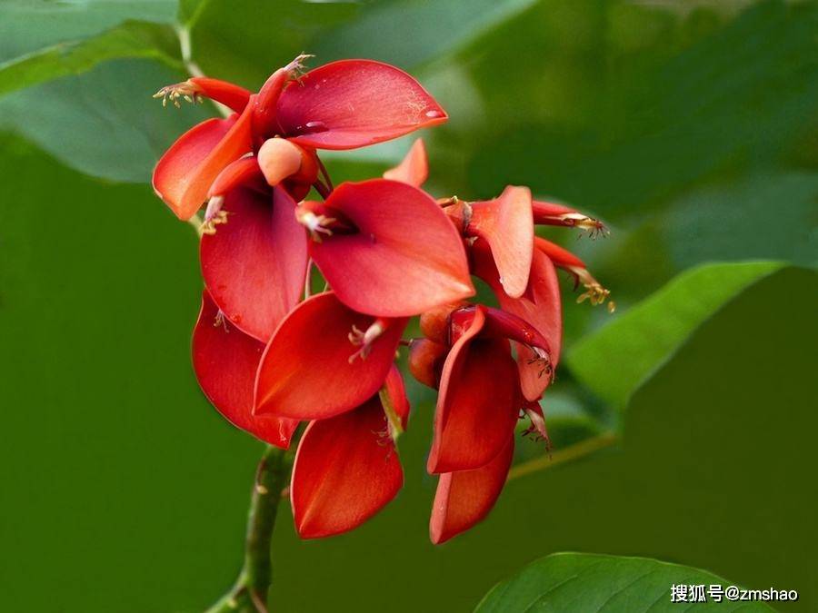 泉州市花刺桐花