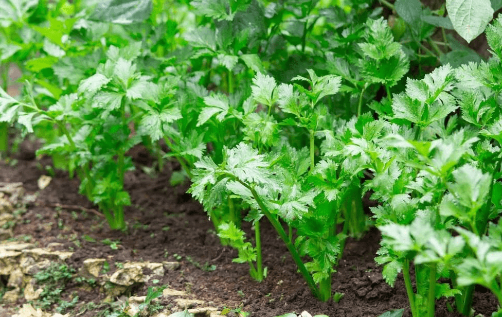 种植瓜果蔬菜如何根据长势叶片土壤等灵活判断生长状态