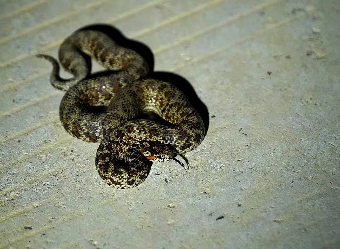 高原蝮蛇新种现身动物王国石渠