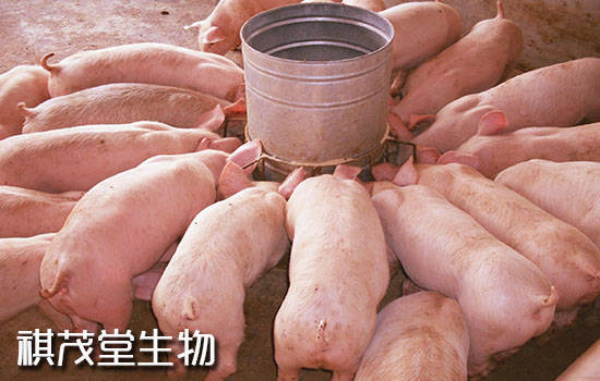 养猪新政策：广东、湖北、天津完善生猪调运政策！农村4种养殖舍将要求拆