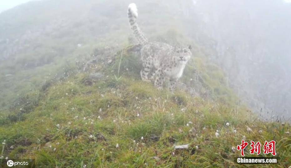 四川王朗国家级自然保护区采集到雪豹珍贵影像-搜狐大视野-搜狐新闻