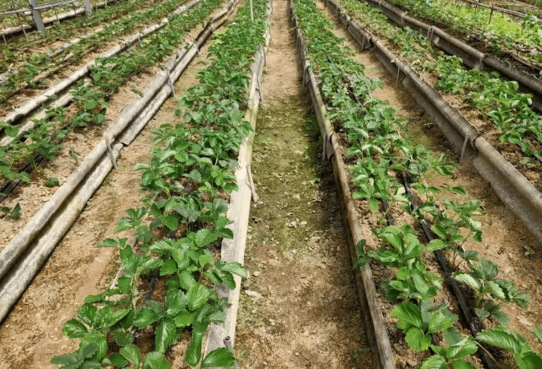 【勒夫水溶肥】草莓要想產量高,記住控旺這一招!