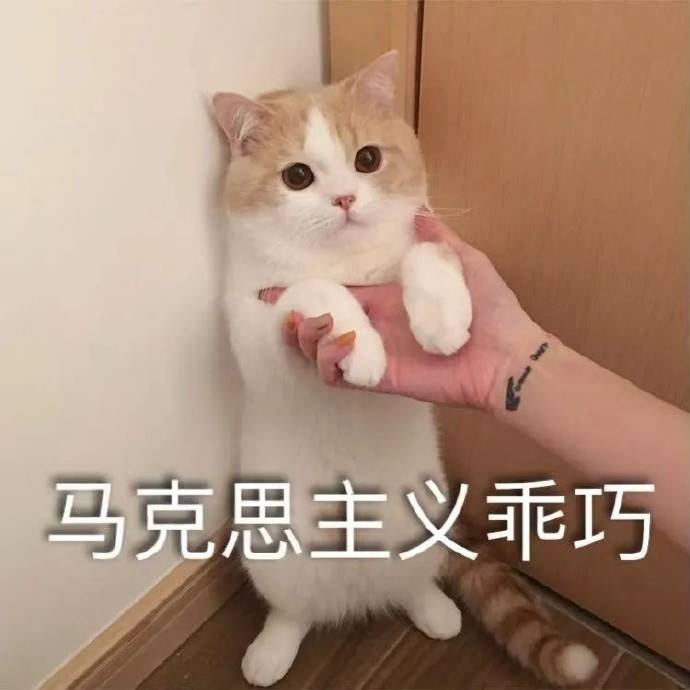猫咪|与猫咪互动的正确方式
