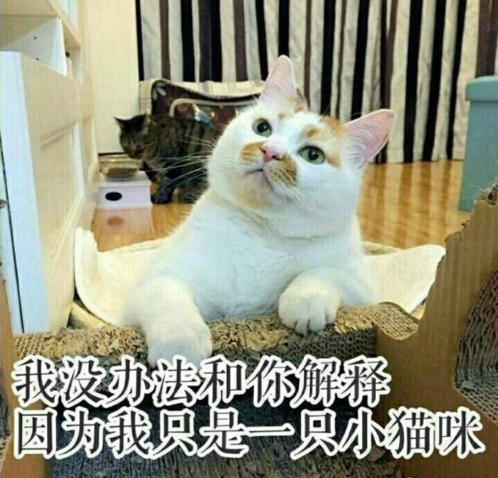 方法|如何与猫咪变得亲近