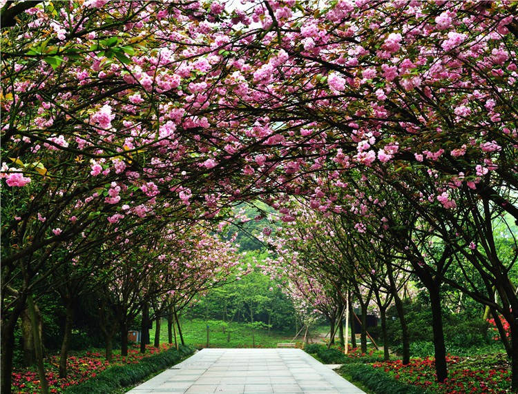 重庆南山植物园美景