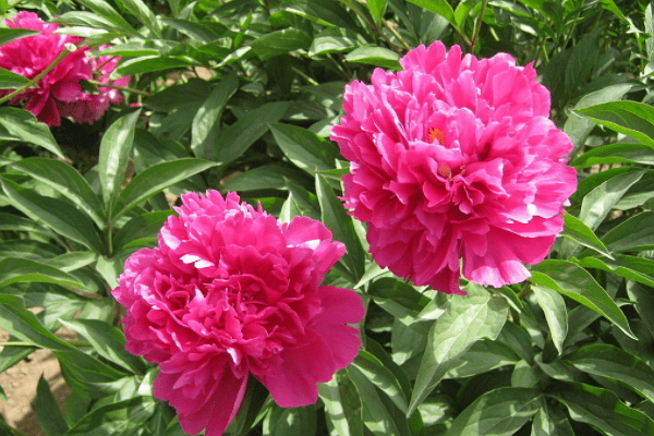 4月9日开始 恋爱运很好 会琴瑟合鸣 天作合的三大星座 爱情 运就 朋友