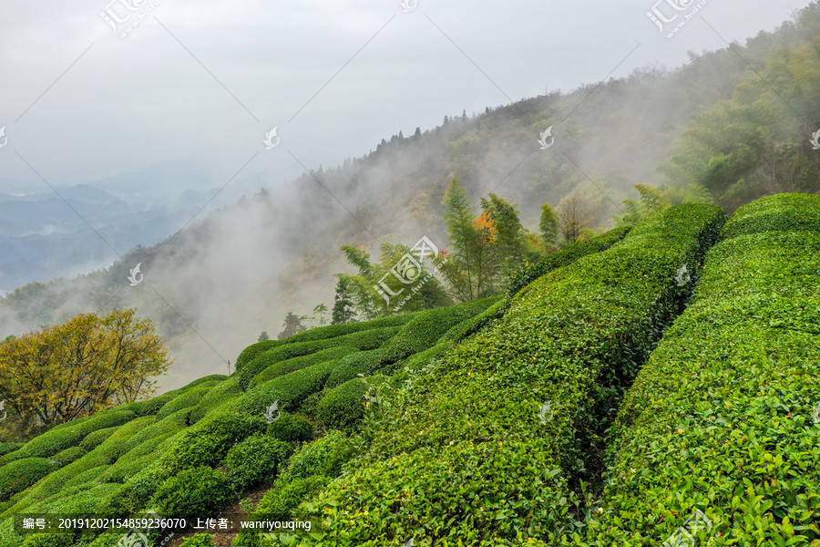 什么是高山云雾茶