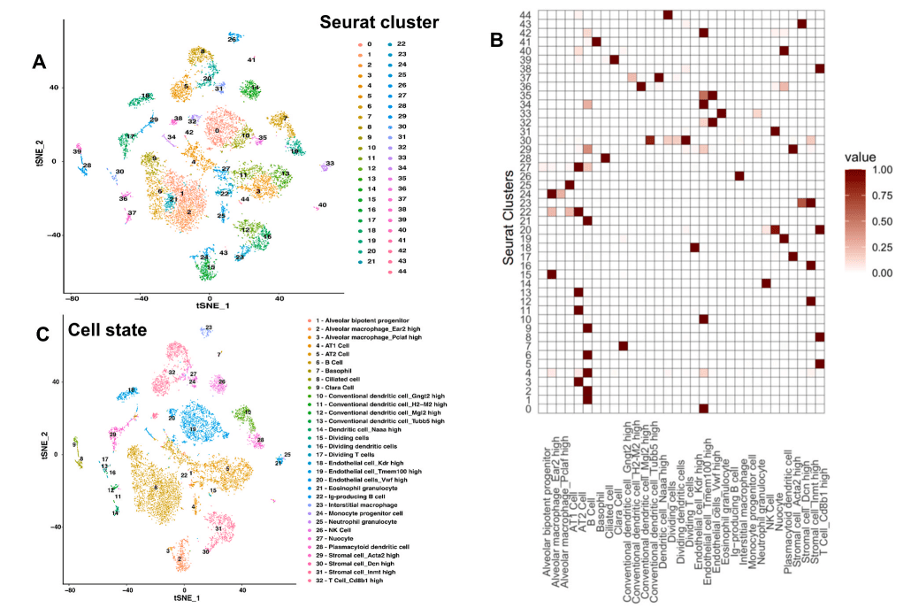 单细胞转录组学揭示了新生儿高氧暴露后成年期肺细胞特征的变化