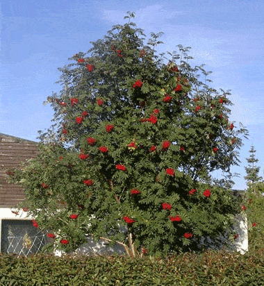 极佳园林观赏树种——欧洲花楸植物非试管高效快繁技术快繁