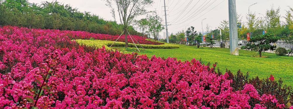 园林新秀美国矮紫薇植物非试管高效快繁技术快速繁殖美国矮紫薇