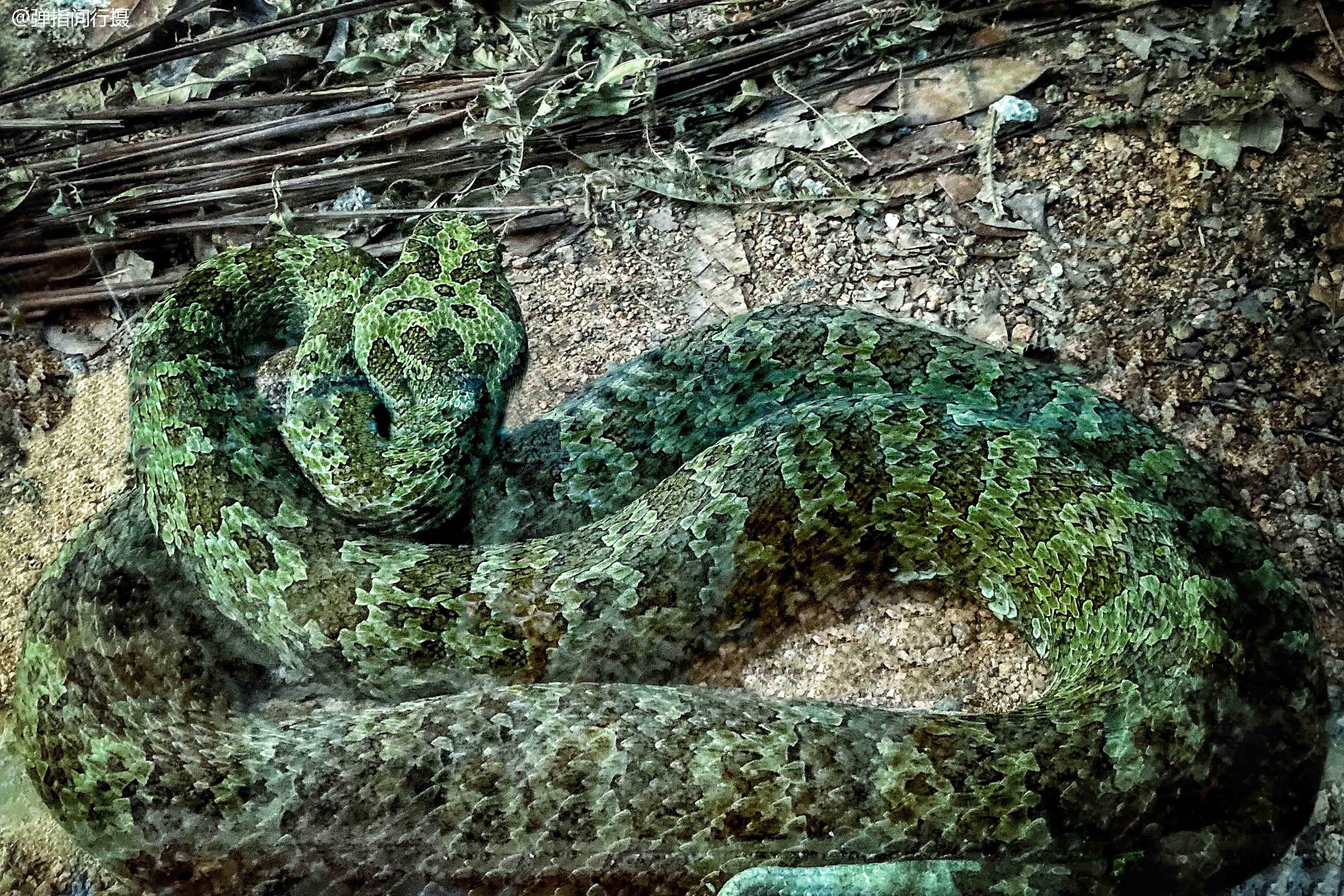 猎蛇-高清晰蟒蛇头特写壁纸