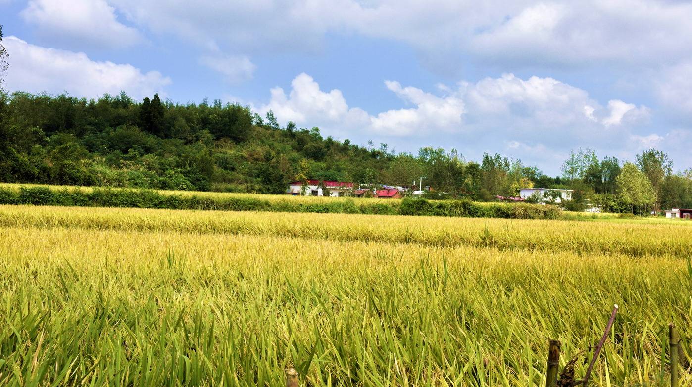 大别山下稻谷香