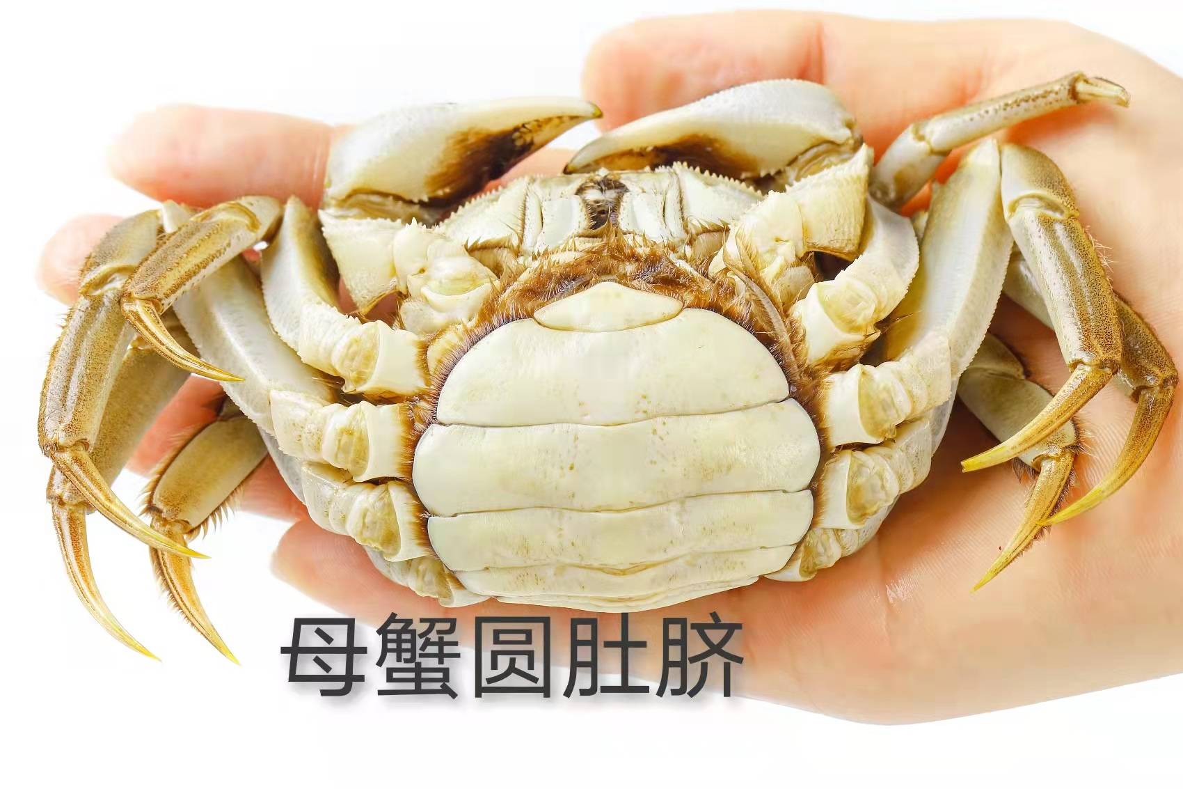 购买阳澄湖大闸蟹七大防坑技巧和大闸蟹科普_螃蟹