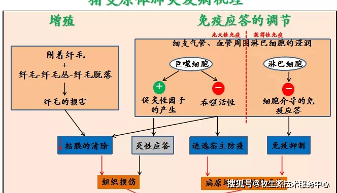 进行|秋季注意防范------猪支原体肺炎!