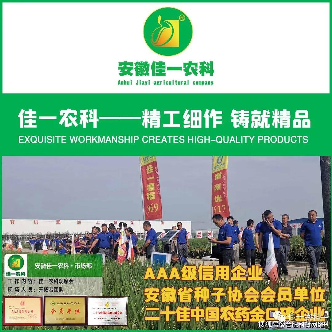 高产高抗性稻种佳一福稻1588实地测产劲爆出炉优质籼型杂交稻