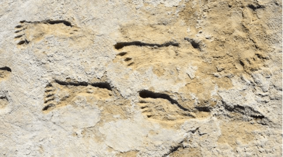 美国发现北美最古老人类脚印 ,化石距今已有约2.3万年(图1)