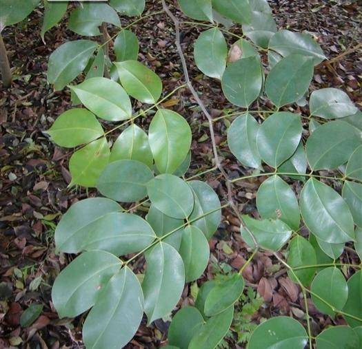 新能油生物—"炼油树"油楠植物非试管高效快繁技术快速繁殖油楠