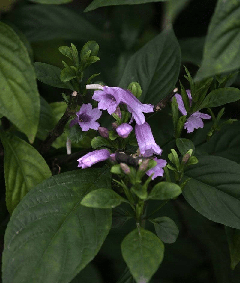 板蓝根颗粒的主药材-植物非试管高效快繁南板蓝