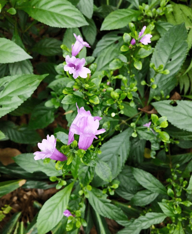 板蓝根颗粒的主药材-植物非试管高效快繁南板蓝