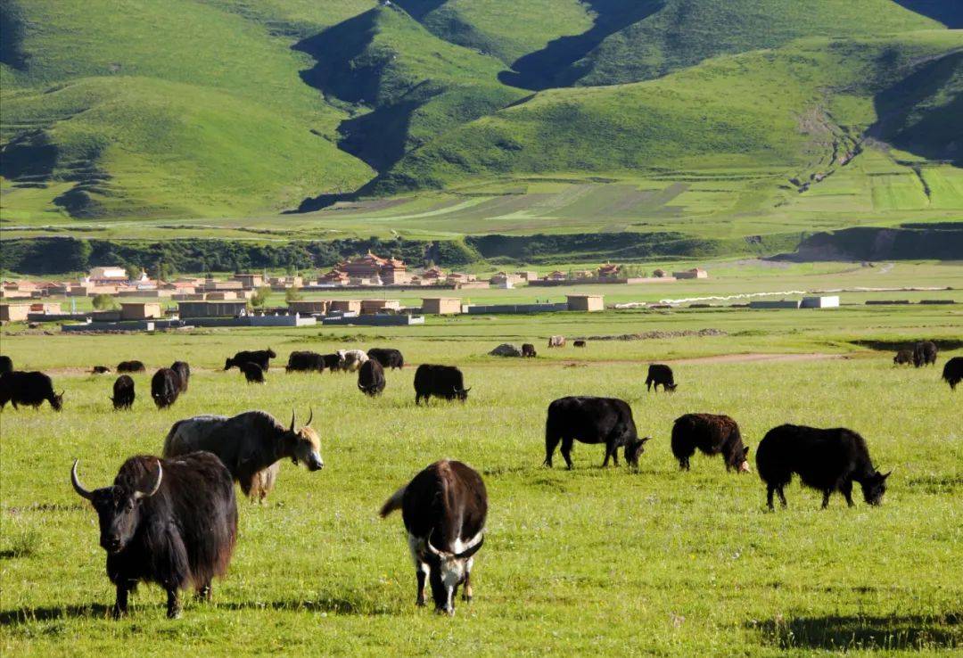 更攀农牧民专业合作联合总社,托起牦牛产业的致富梦._红原