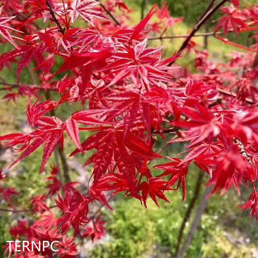 日本紅楓紅舞姬植物非試管高效快繁日本紅楓紅舞姬