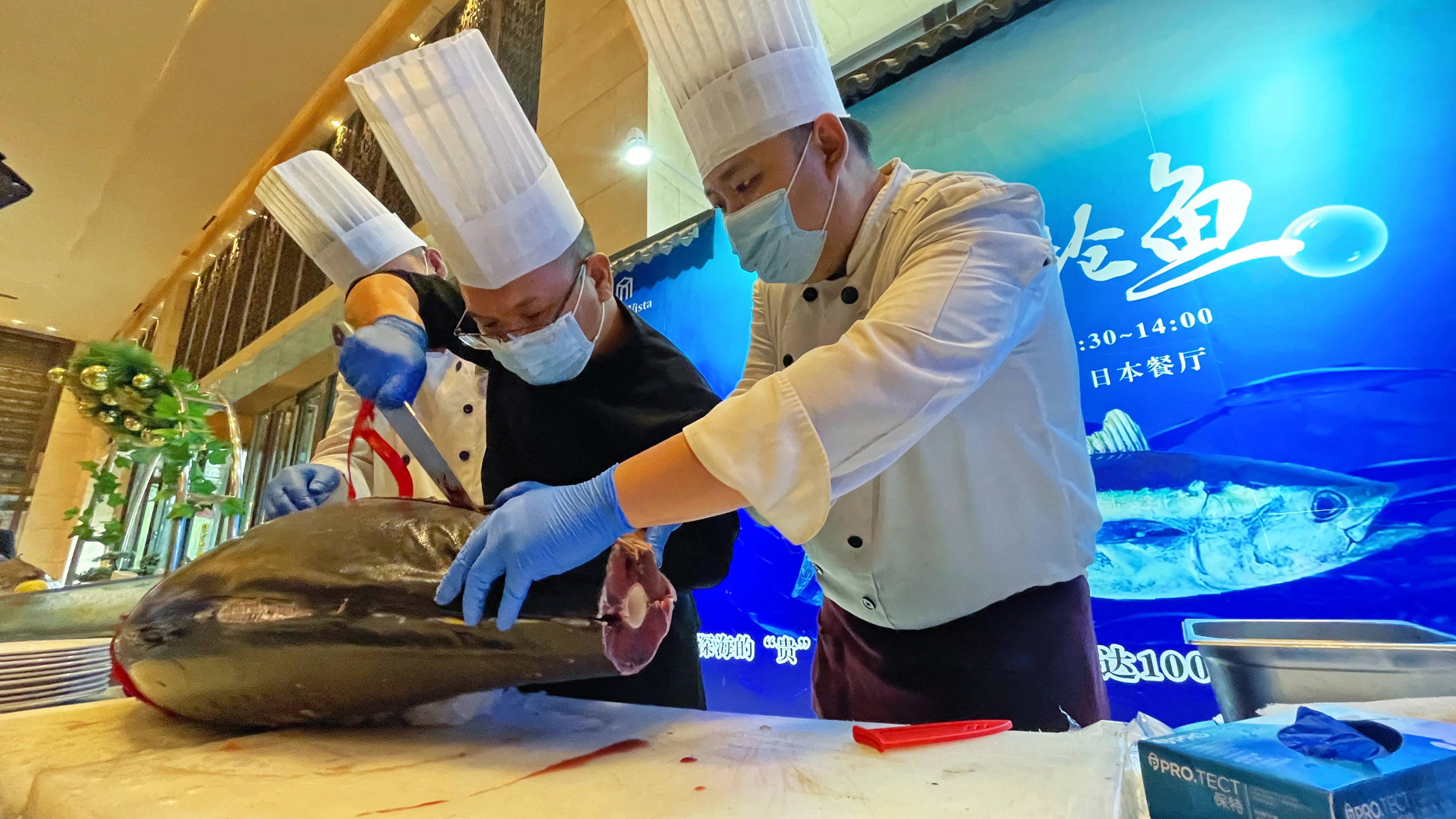 重达100余斤!太原富力万达文华酒店黄鳍金枪鱼开鱼盛宴