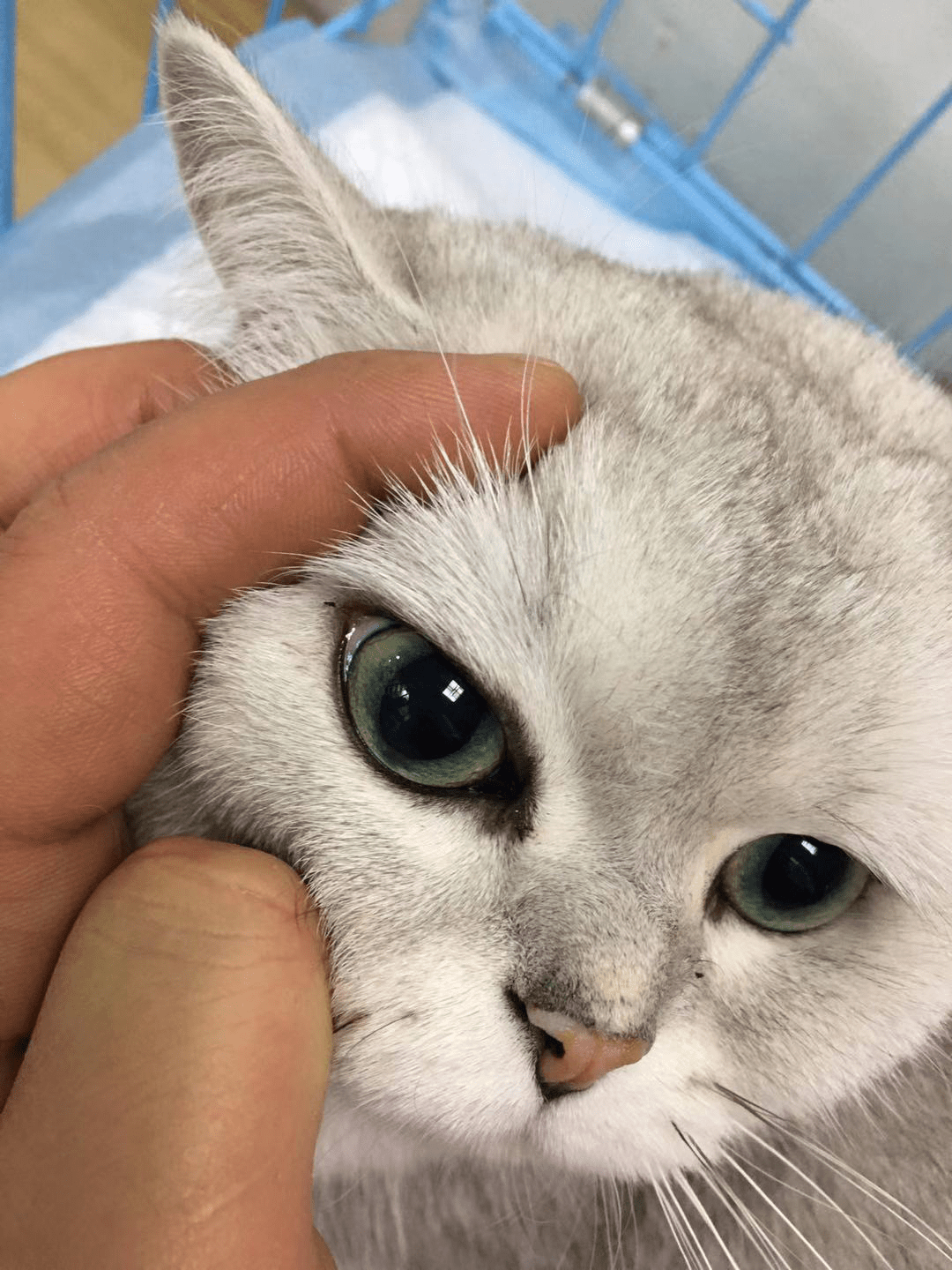 猫咪脂肪肝加胆囊炎一周后,哎呀真香!_咪咪- 全网搜