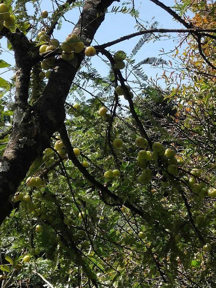 茶园|【普洱茶山行】云南西双版纳南糯山古茶山寻茶记一一拔玛寨