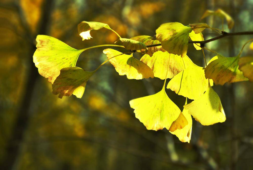 中国特产的裸子植物—银杏的植物非试管高效快繁技术