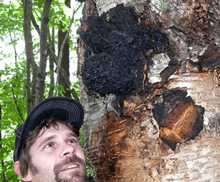 极寒造就极佳 西伯利亚的宝藏 白桦茸 俄罗斯