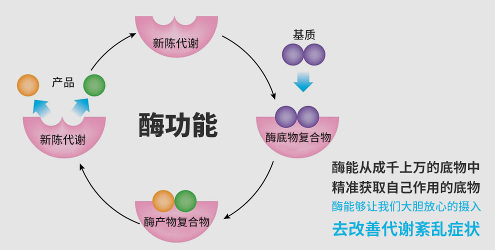 专注人体代谢领域研究,生物秘码复合酶为3亿代谢综合征人群提供解决