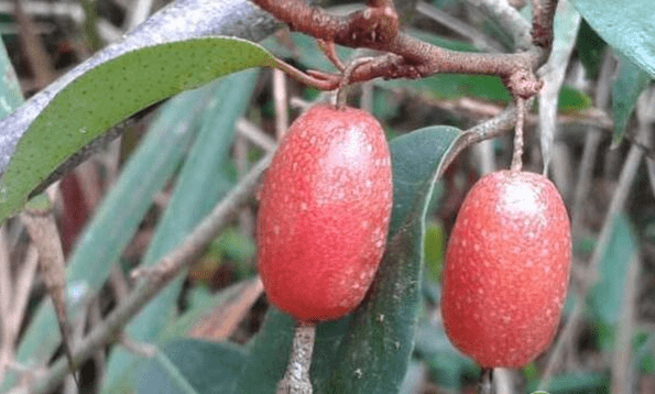 羊奶果杨梅酸醋子和竹枪是完美搭配时光荏苒,在我们长大后就很少能吃