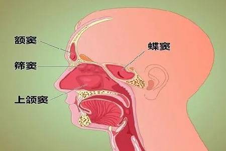 首大陈潜:鼻窦压痛怎么检查