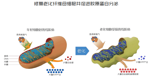 母细胞干货|秋冬皮肤最喜欢的美肤成分有哪些？美颜重点来啦！