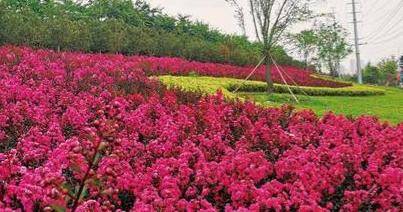 园林绿化新秀--美国矮紫薇植物非试管高效快繁技术快速繁殖美国矮紫薇