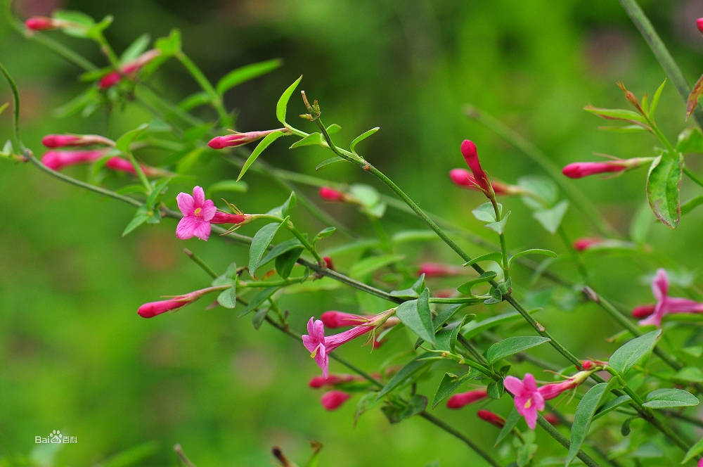 红茉莉的植物非试管高效快繁技术
