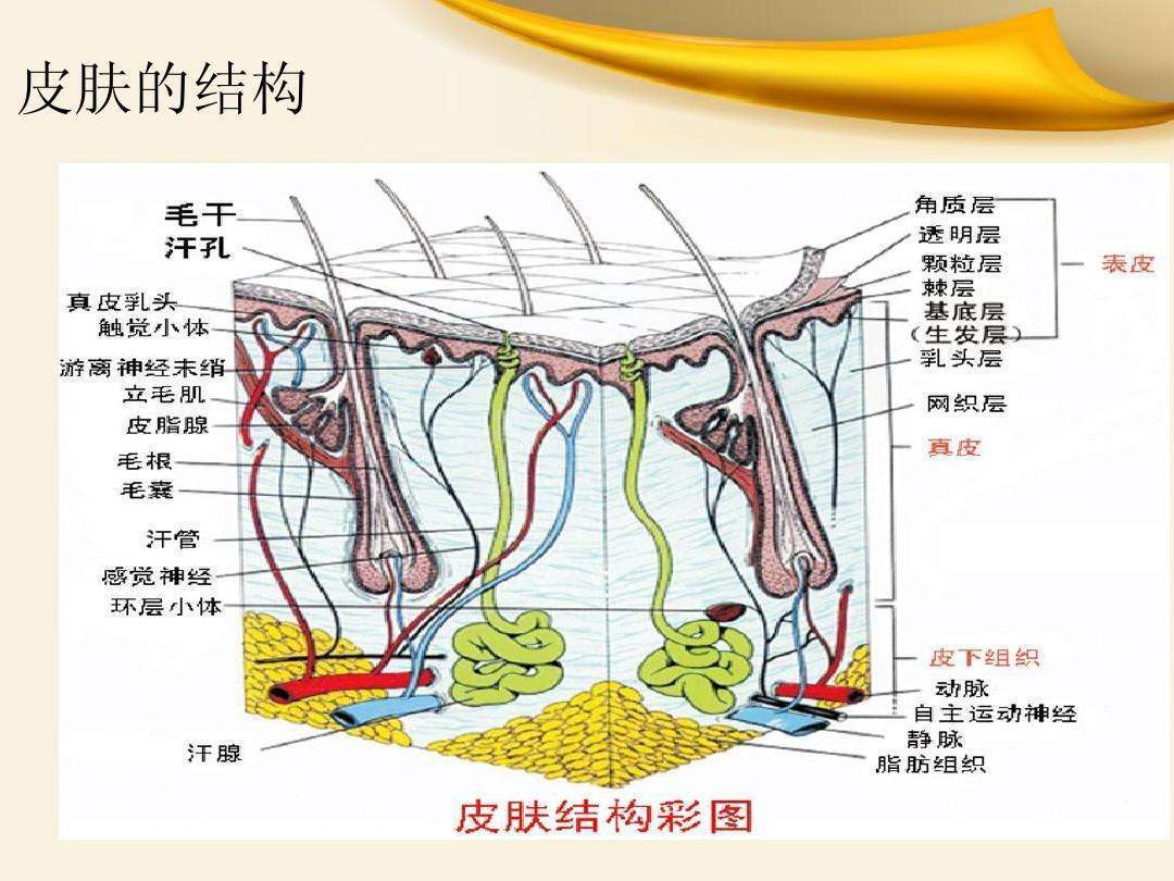 知识科普美容院无针水光导入仪器需要搭配什么护肤品使用？