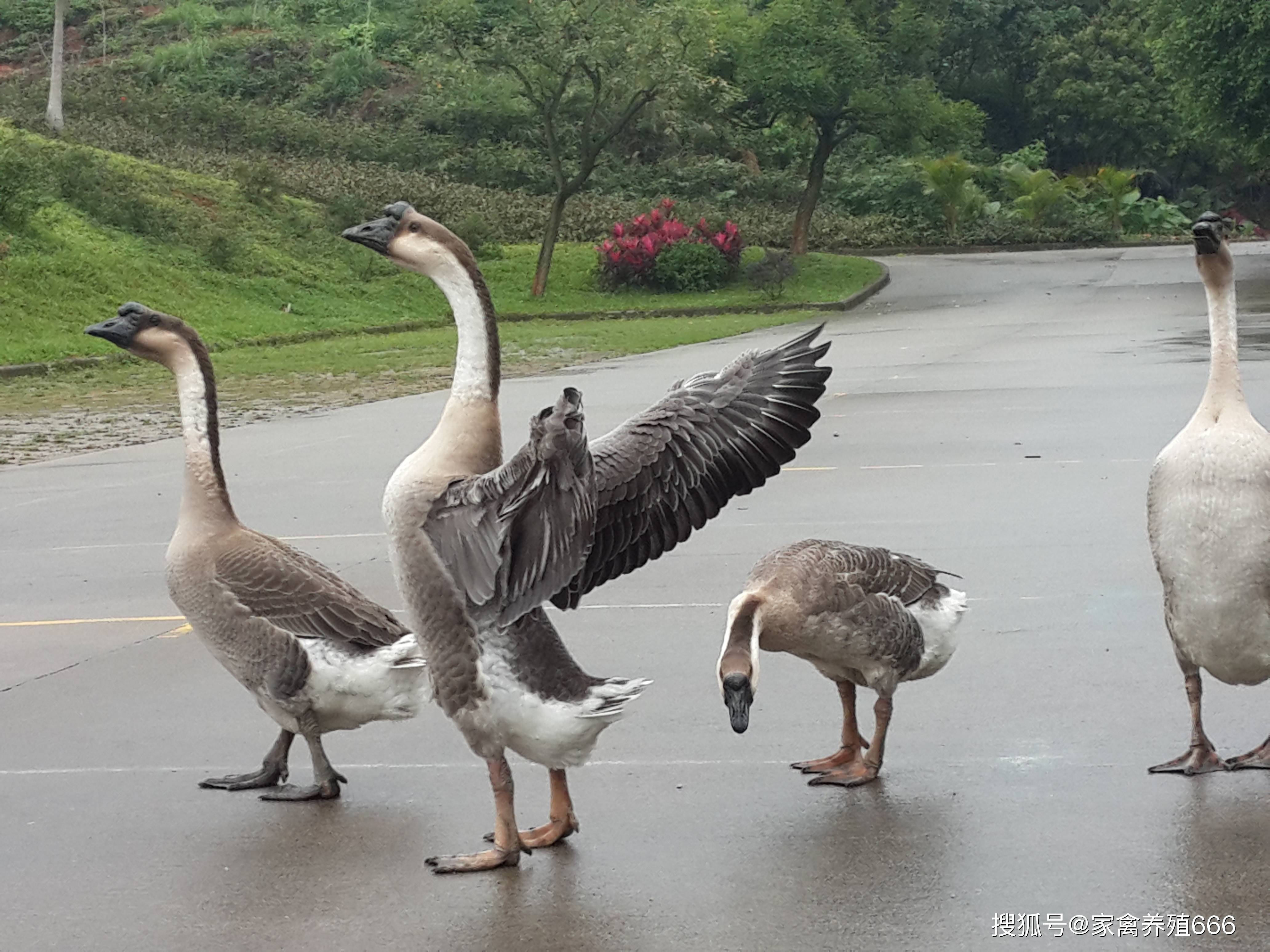 养狮头鹅赚钱吗 养一千只狮头鹅要多少投资