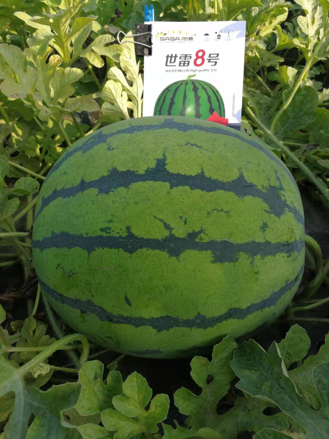 早熟地雷西瓜,目前各产区主流的栽培品种是世雷511和世雷7号,这两个