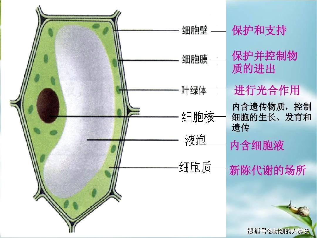 地球生物全系列 植物篇 植物界概述 三 细胞