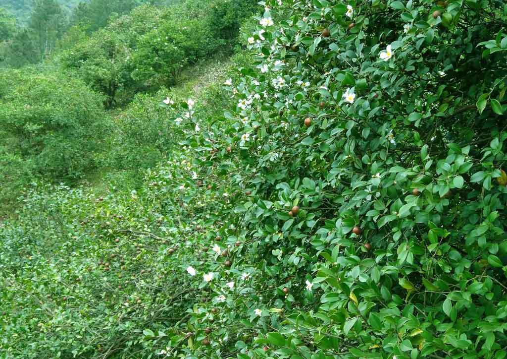 贵州山茶油 油茶林生态价值之 保持水土