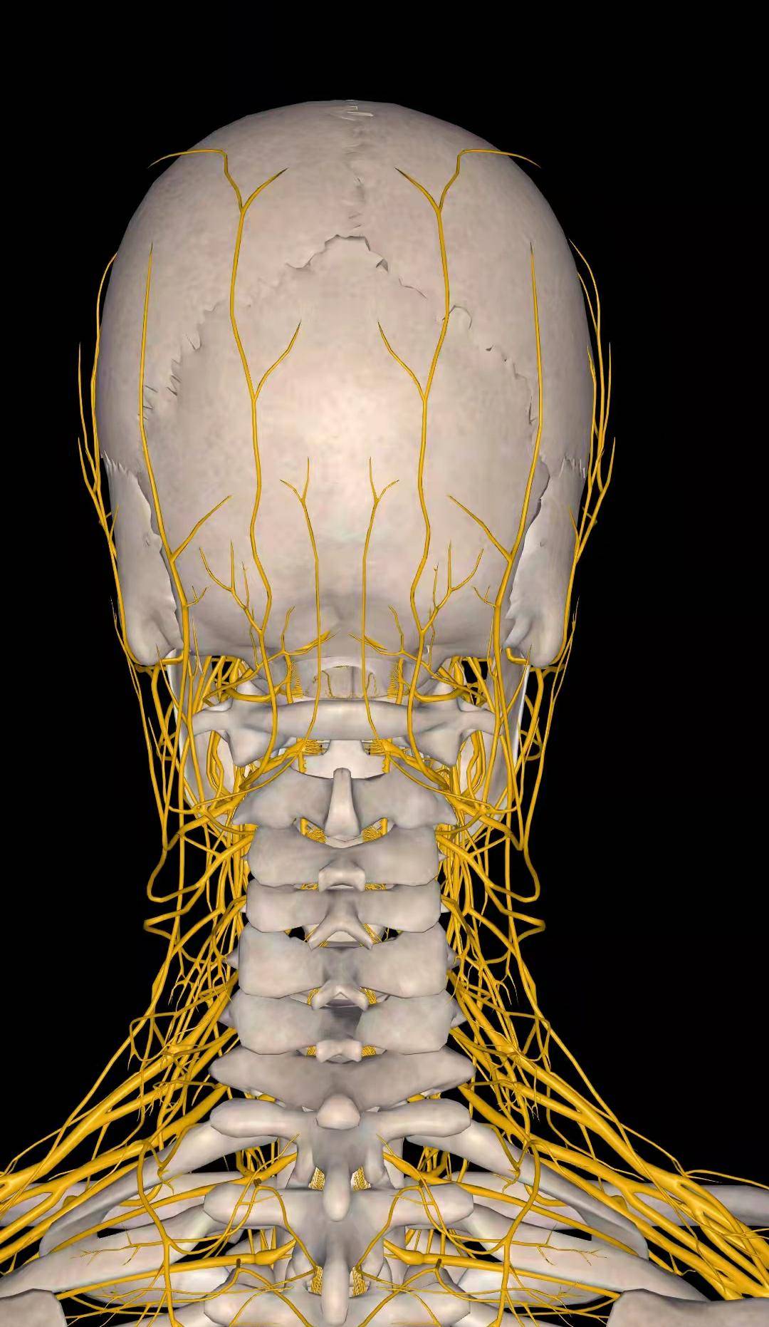 還組成了枕大神經,枕小神經,耳大神經,支配頭部的皮膚感覺