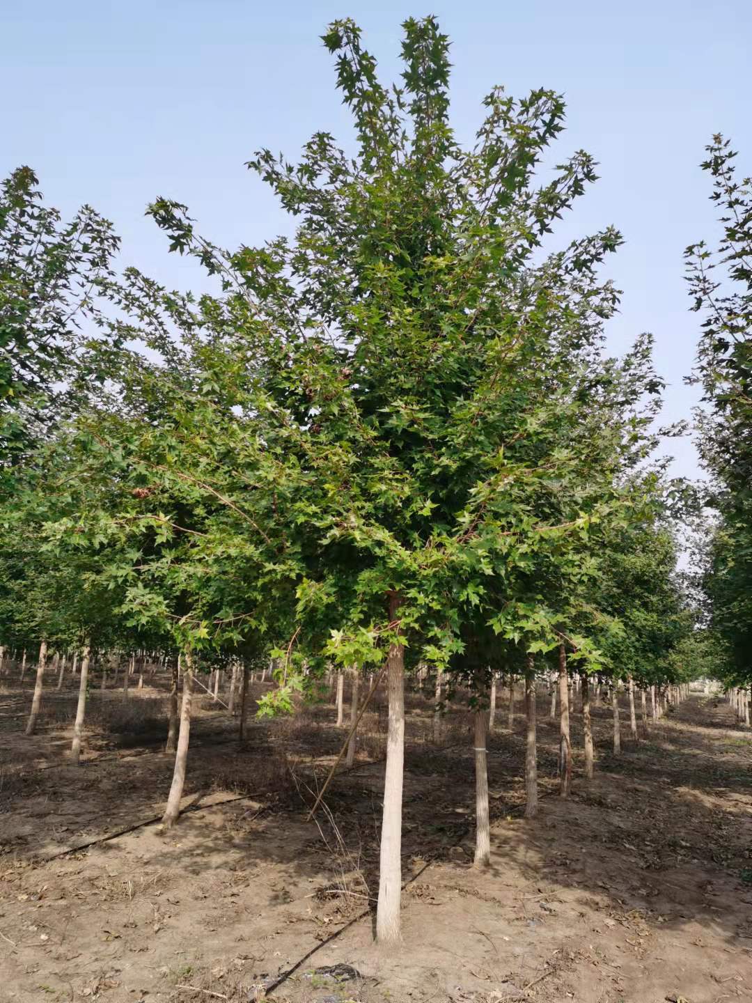 元宝枫之夏抬头园林-丛生元宝枫抬头园林-原冠元宝枫春天来了,臀镲