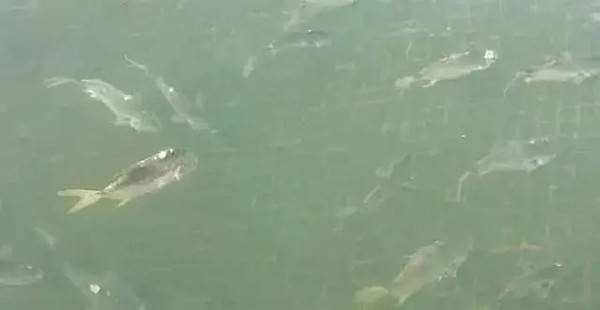 鱼在什么情况下会有寄生虫 3aebbb47ac7241c69a8bf07ab303cedd.jpeg