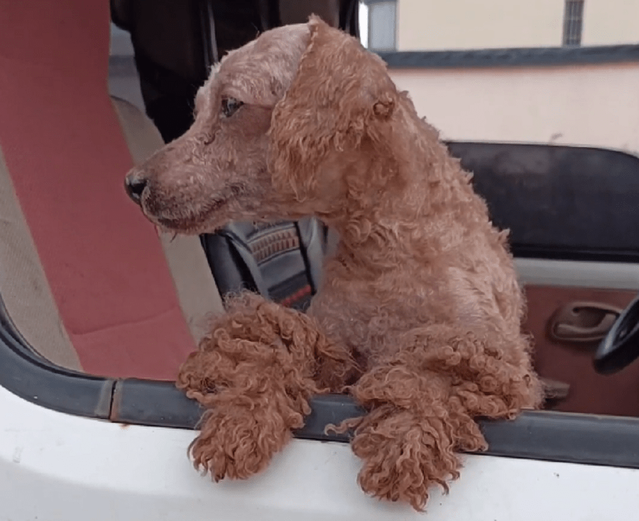 原创被主人从车上扔下的泰迪犬受了伤却还想追上主人的车狗狗主人别丢