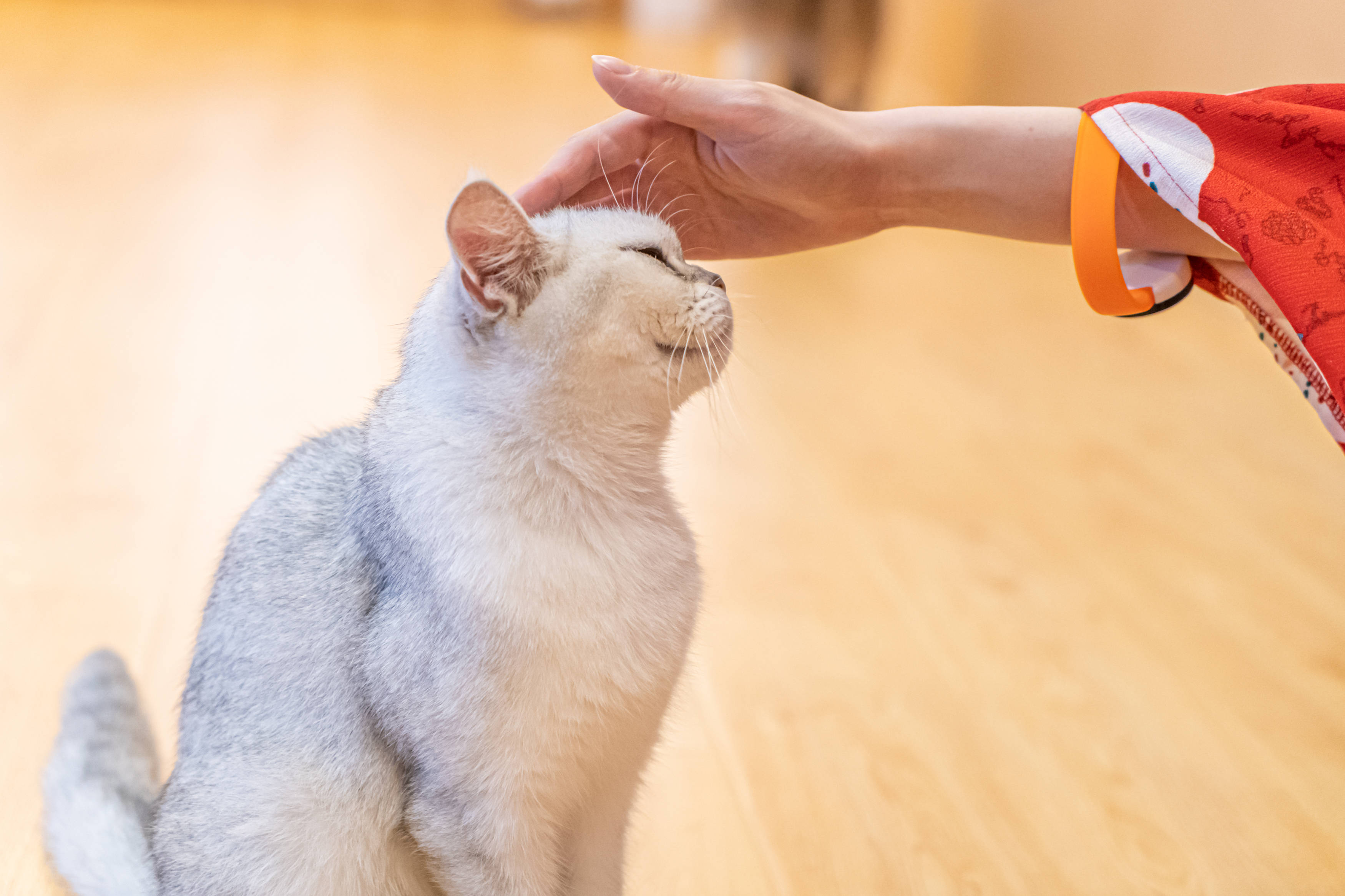 方式拎|猫咪不听话，打就真的能解决问题吗？