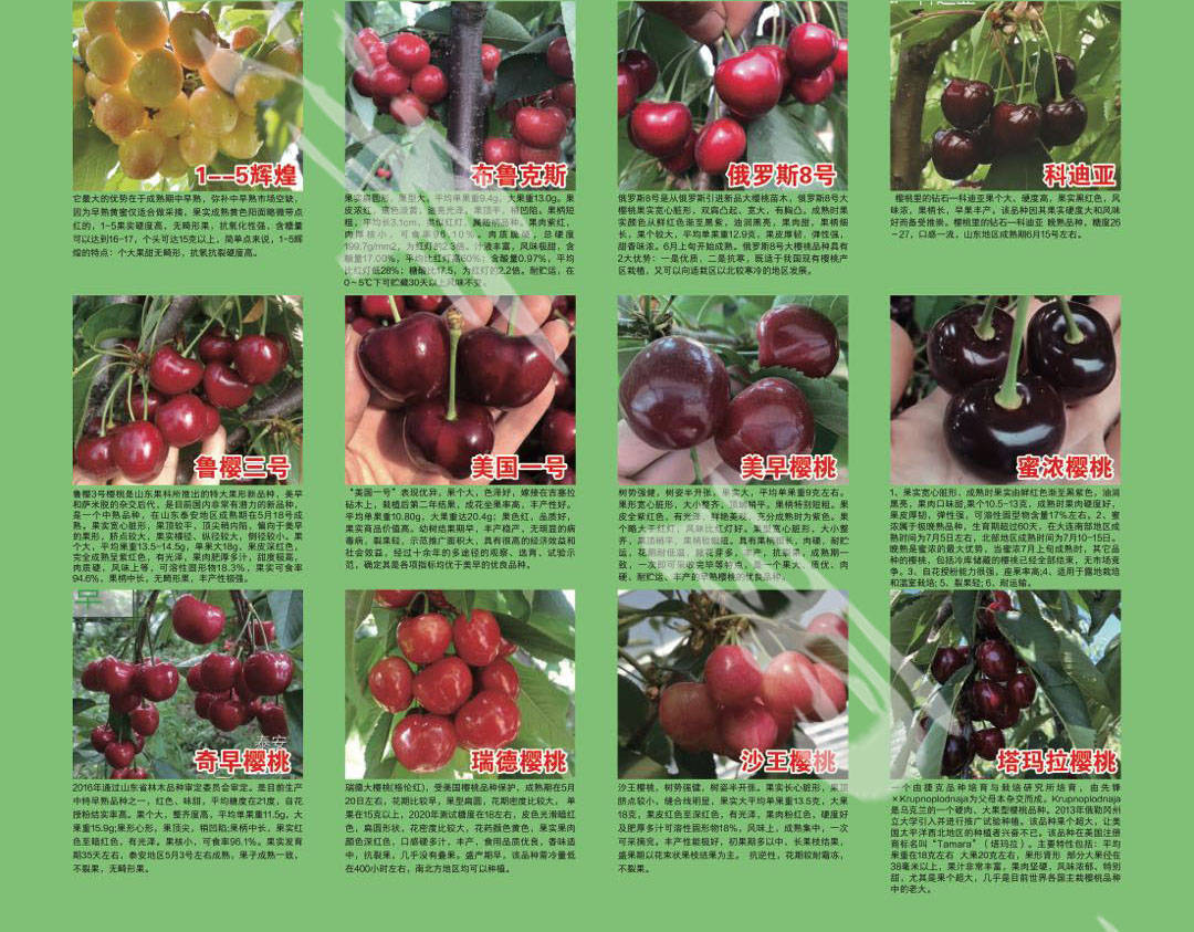 科迪亚樱桃树苗 马哈利砧木蜜露樱桃苗 新疆樱桃种植户的"福音"