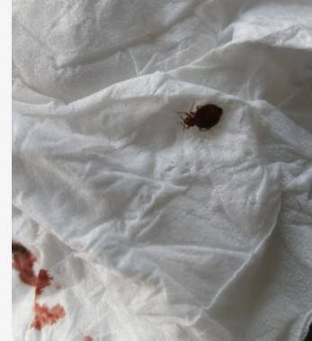 第一步:首先找到臭虫躲藏的窝点,一般臭虫躲藏在床板,床垫,柜子,桌子